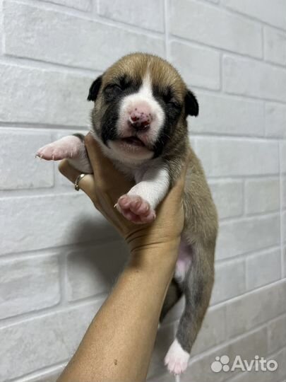 Щенки амстаффа