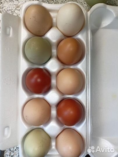 Яйца, мясо перепелов и кур домашие