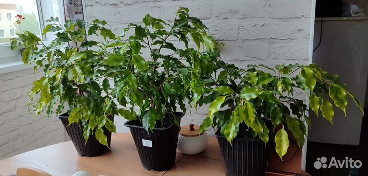 Фикус бенджамина пестролистный