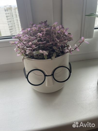 В наличии Каллизия розовая пантера в кашпо