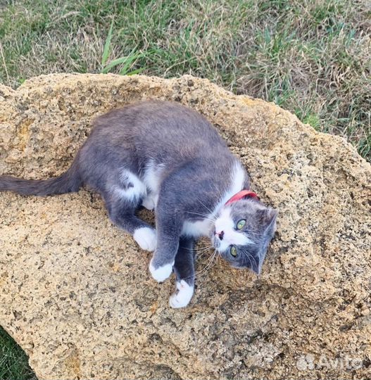 Молодая вислоухая кошечка