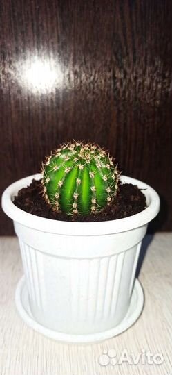 Кактусы и суккуленты