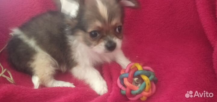 Чихуахуа мини