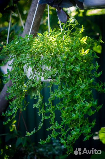 Традесканции, коммелиновые