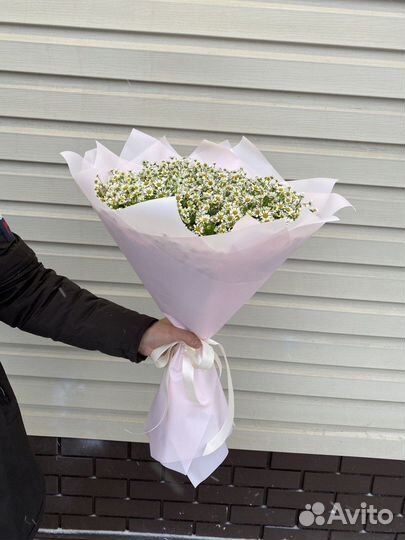 Букет из 51 кустовой ромашки