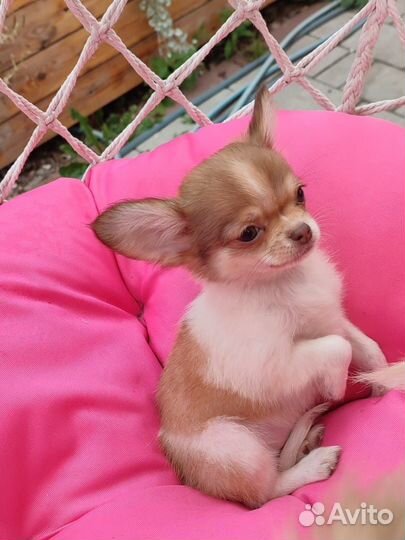 Чихуахуа девочка