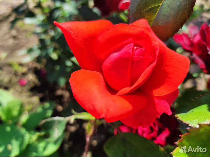 Роза Салита