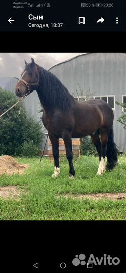 Жеребец орловский рысак