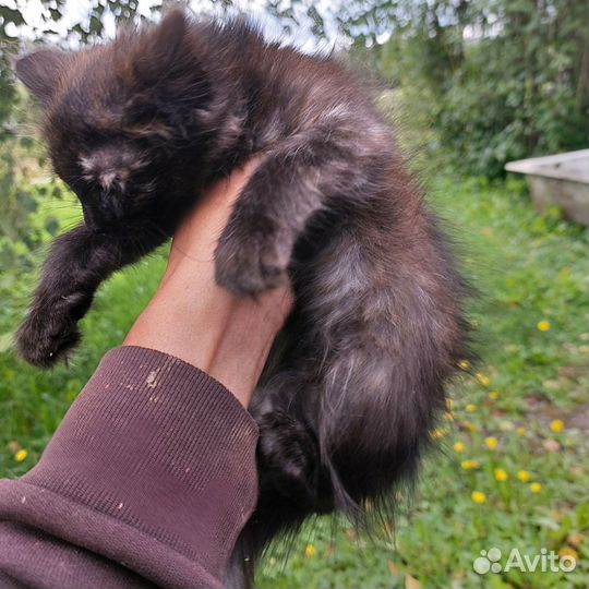 Котята в добрые руки бесплатно