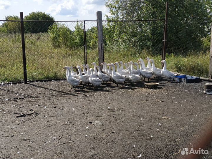 Гусь уральский белый