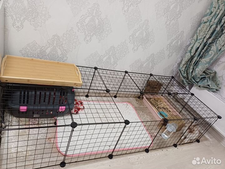 Декоративные кролики