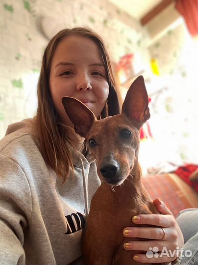 Передержка собак, выгул собак