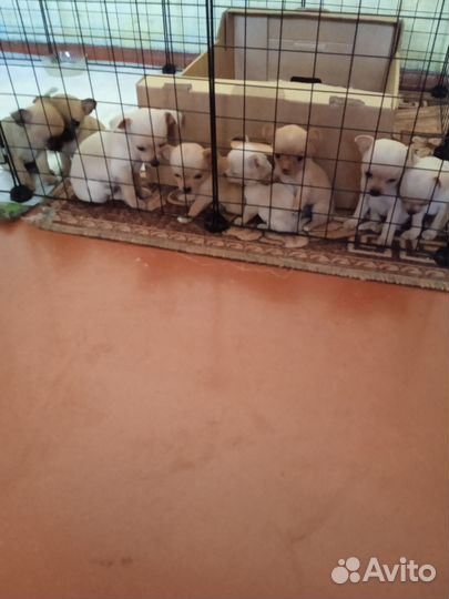 Той-терьер щенки