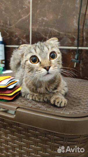 Кошечка. Стерилизована. Волгоград. Ищем ручки