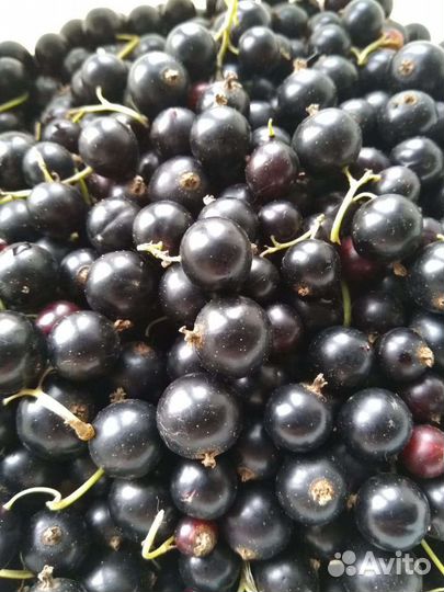 Черная смородина ягода