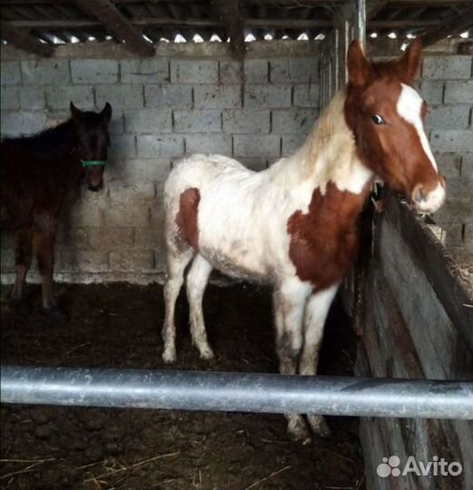 Жеребята от иноходцев