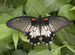 Живые тропические бабочки papilio lowi