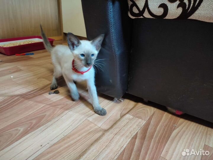 Ориентальные котята