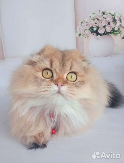 Девочка красотка