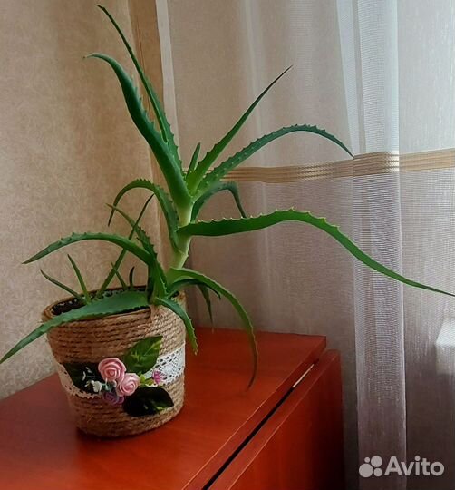 Комнатные цветы алоэ