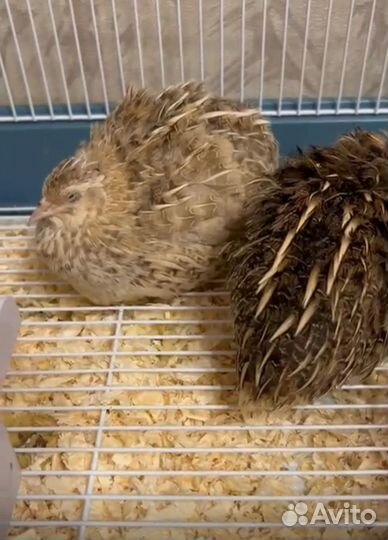 Перепела 2 самки и самец отдам