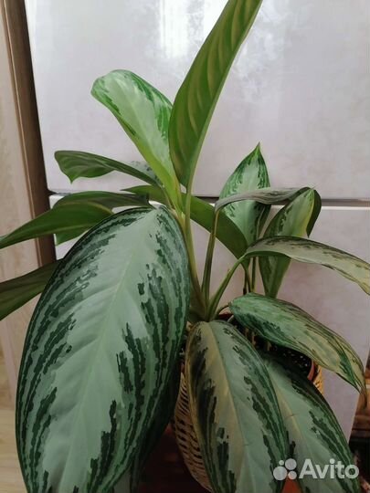 Комнатные цветы