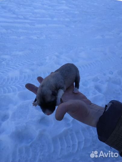 Западно сибирская лайка