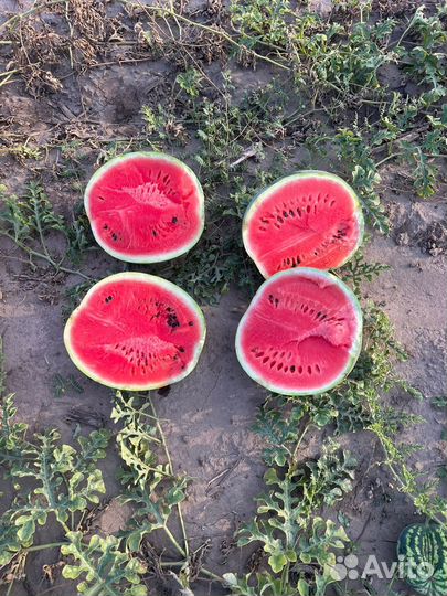 Арбуз Холодок
