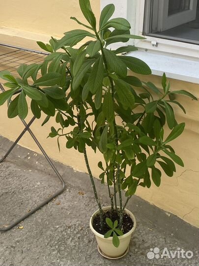 Комнатные цветы