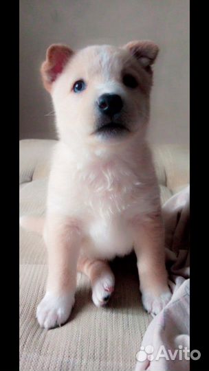 Собака в добрые руки щенок