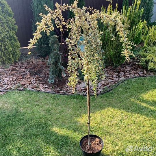 Кизильник шведский Джульетта штамб