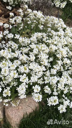 Арабис - почвопокровное