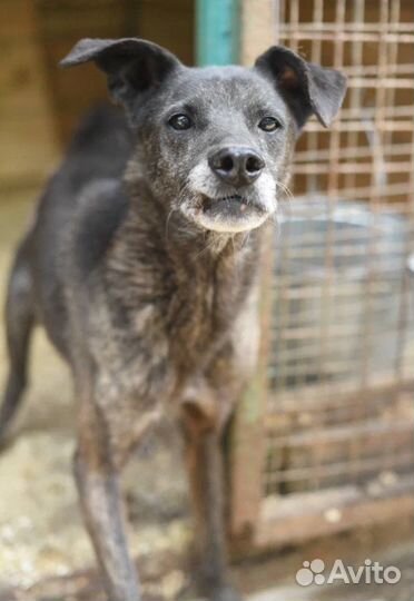 Собака в добрые руки ищет дом