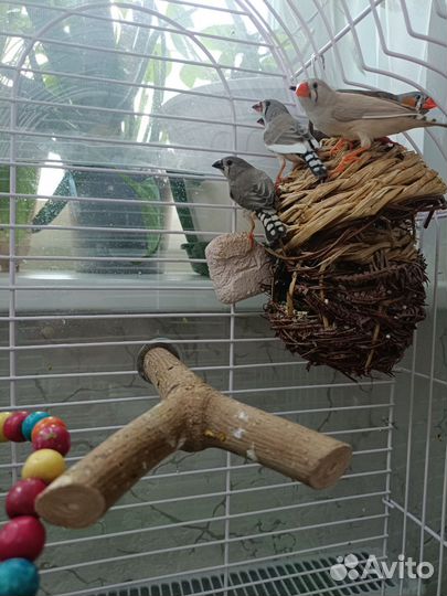 Зебровые амадины