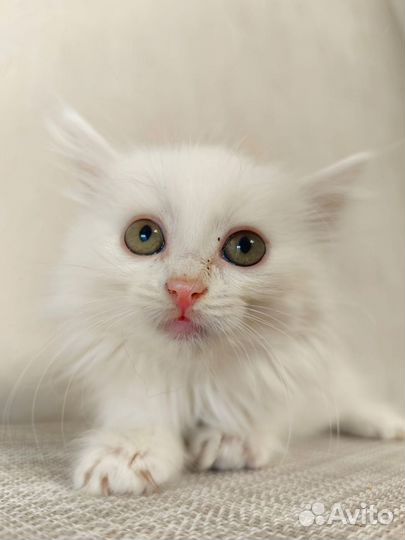 Котенок-девочка в добрые руки