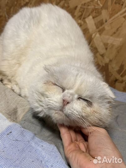 Несчастный котик-жертва разведенцев