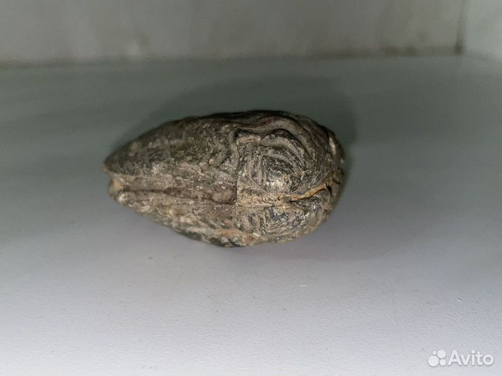 Окаменелость моллюсков