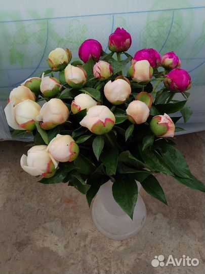 Пионы срезка