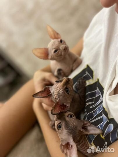 Канадский сфинкс котенок