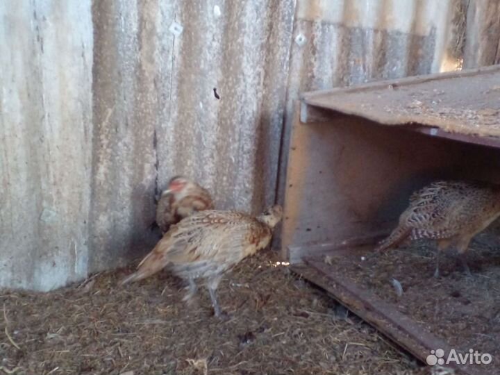 Фазан охотничий