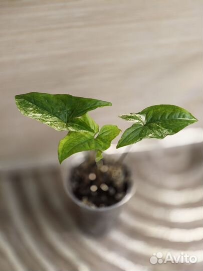 Сингониум разные сорта