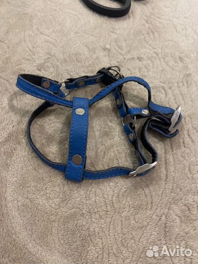 Одежда для животных