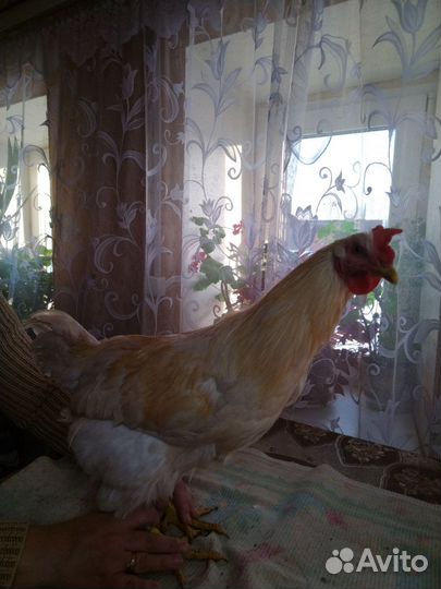 Молодые петухи