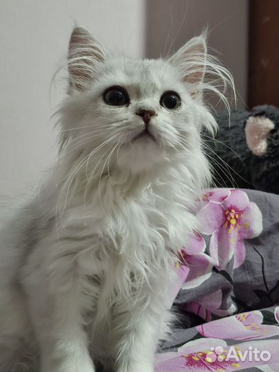 Шотланский котенок