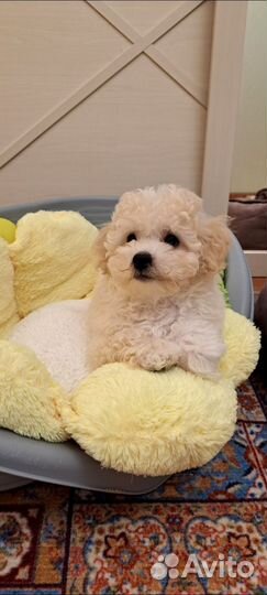 Мальтипу ф1