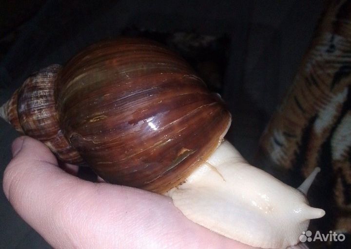 Улитки ахатины