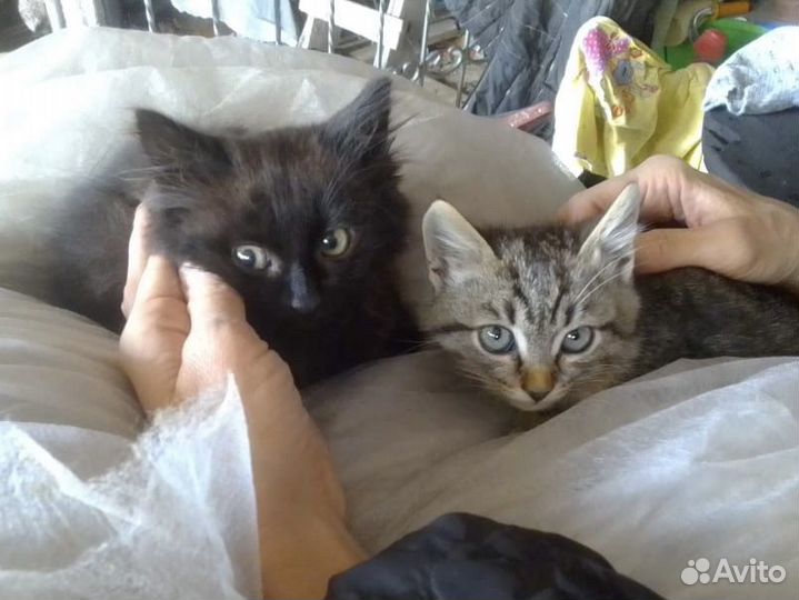 Прекрасные котята ищут дом