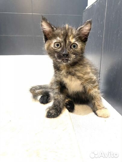 Красотулька 2 месяца девочка