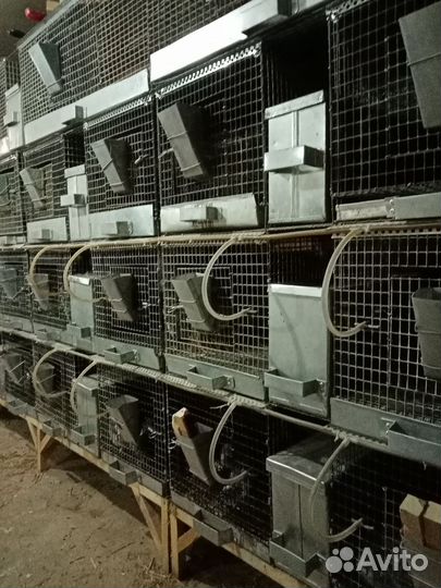 Шиншиллы грызуны с клеткой