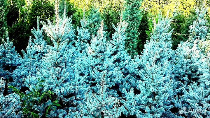 Голубая ель с доставкой